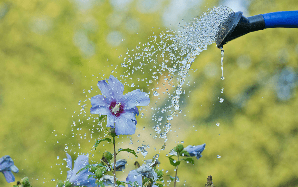 Update Regarding Water Access- St. Adalbert's Dale Road Cemetery